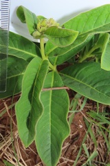 Raphionacme galpinii