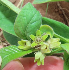 Raphionacme galpinii