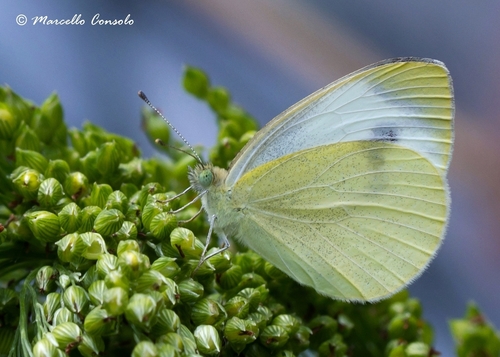 Southern Small White, photo 6 of 10