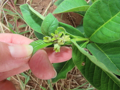 Raphionacme galpinii