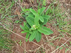 Raphionacme galpinii