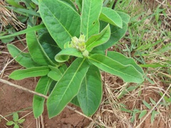 Raphionacme galpinii