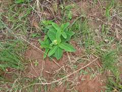 Raphionacme galpinii