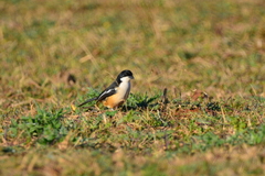 Laniarius ferrugineus