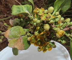 Salacia kraussii