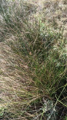 Juncus mexicanus