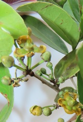 Salacia kraussii