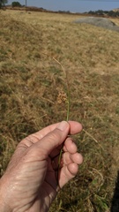 Juncus mexicanus