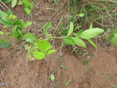 Salacia kraussii