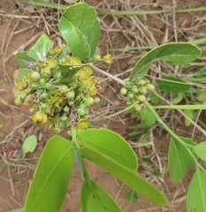 Salacia kraussii