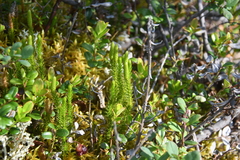 Spinulum annotinum alpestre