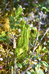 Spinulum annotinum alpestre