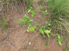 Salacia kraussii
