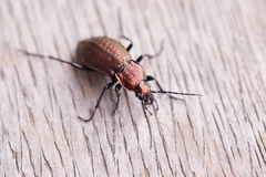 Carabus arvensis