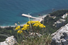 Odontarrhena tortuosa