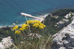 Odontarrhena tortuosa