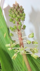 Ledebouria zebrina