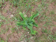 Ledebouria zebrina