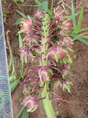 Ledebouria zebrina