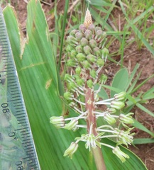 Ledebouria zebrina