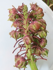 Ledebouria zebrina