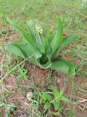 Ledebouria zebrina