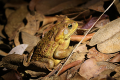 Rhinella rubescens