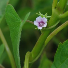 Ipomoea eriocarpa
