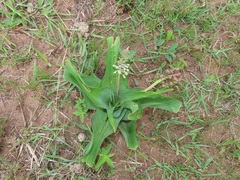Ledebouria zebrina