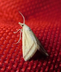 Microtheoris vibicalis
