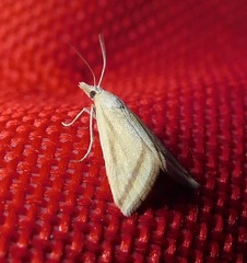 Microtheoris vibicalis