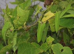 Ipomoea eriocarpa