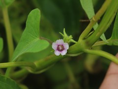Ipomoea eriocarpa