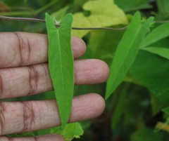 Ipomoea eriocarpa