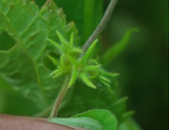 Ipomoea eriocarpa