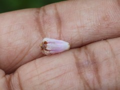 Ipomoea eriocarpa