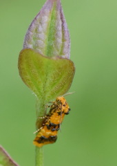 Commophila aeneana