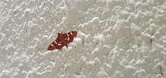 Phostria temira