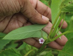 Ipomoea eriocarpa