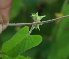Ipomoea eriocarpa