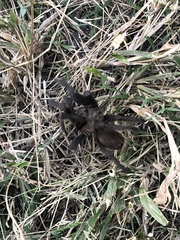 Aphonopelma caniceps