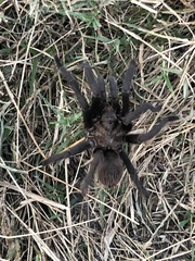 Aphonopelma caniceps