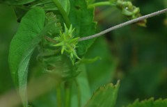 Ipomoea eriocarpa