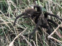 Aphonopelma caniceps