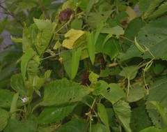 Ipomoea eriocarpa