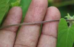 Ipomoea eriocarpa