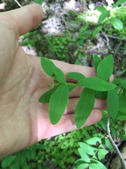 Hypericum nudiflorum