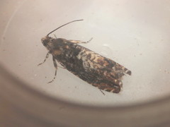 Pammene albuginana