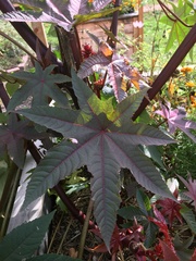 Ricinus
