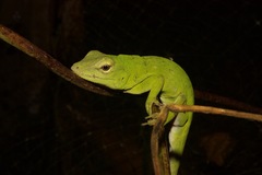 Giant Green Anole photo 4